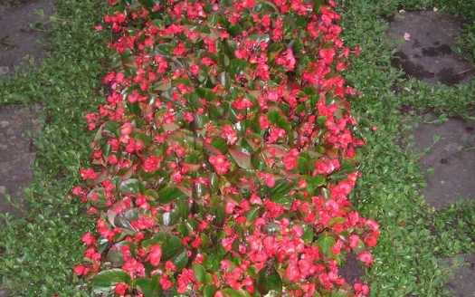 Familiengrab Sommer Variante A